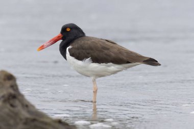 Amerikan istiridye avcısı (Haematopus palliatus) Panama 'nın Pasifik Sahili' nde bir kum kıyısında duruyor.