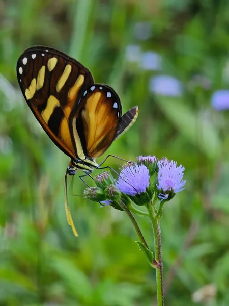 Тигровая Бабочка Мимик Фоне Диких Цветов Стоковое Фото
