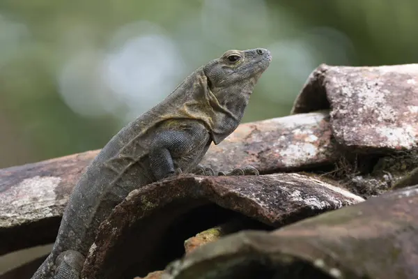 Αρσενικό Iguana Λαμβάνοντας Τον Πρωινό Ήλιο Στην Κορυφή Μιας Κεραμοσκεπής Εικόνα Αρχείου