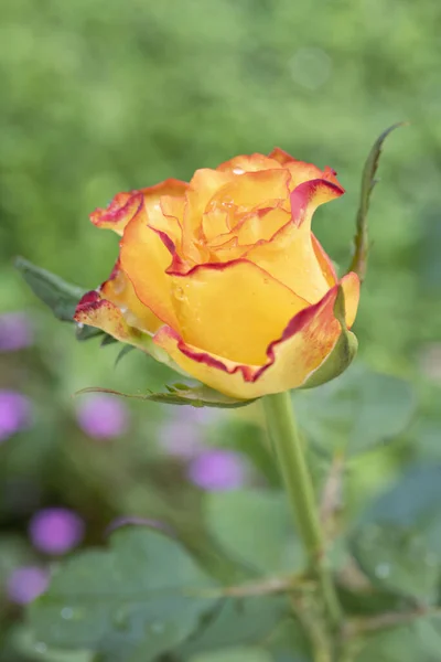 Vista Vicino Una Bella Rosa Arancione Con Gocce Pioggia Giardino Foto Stock Royalty Free
