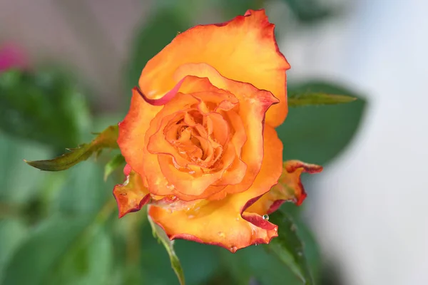 Közelkép Gyönyörű Narancssárga Rózsa Esővel Csepp Ház Kertjében Jogdíjmentes Stock Fotók