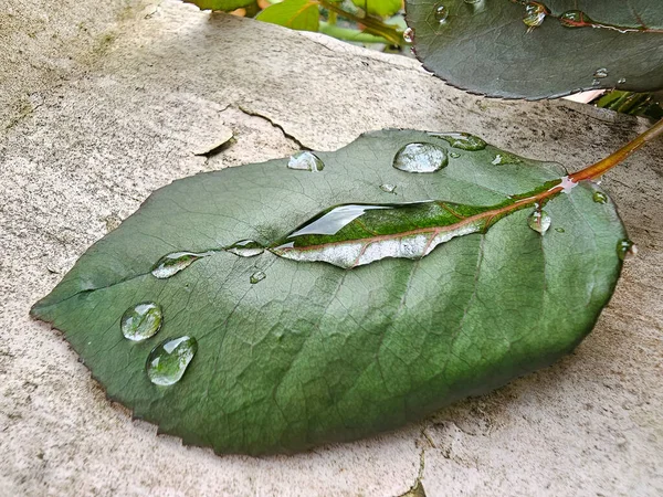 Πράσινο Φύλλο Τριανταφυλλιάς Νερό Βροχής Πάνω Του Royalty Free Εικόνες Αρχείου