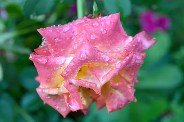 Közelkép Egy Gyönyörű Rózsaszín Narancssárga Rózsa Esőcseppek Szirmok Stock Fotó