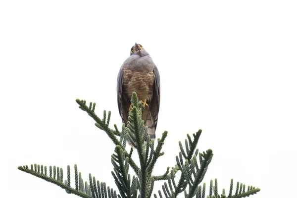 Roadside Hawk Rupornis Magnirostris Top Pine Tree Stock Picture