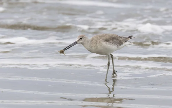 Willet Catoptrophorus Semipalmatus Catching Small Crabs Beach Pacific Coast Panama Royalty Free Stock Images