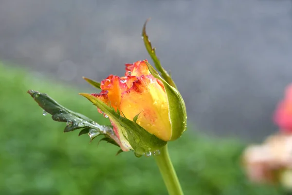 Прекрасный Бутон Розовой Оранжевой Розы Стоковое Изображение