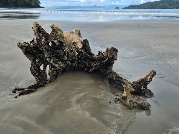 Большой Ствол Дерева Одиноком Пляже Тихоокеанском Побережье Панамы Лицензионные Стоковые Фото
