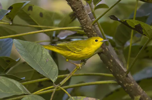 Жовтий Warbler Сетофага Петечія Чоловічий Натягнутий Гілку Дерева Ліцензійні Стокові Зображення