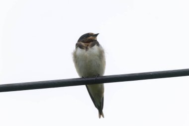 Kablo hattı üzerinde Barn Swallow (Hirundo rustica)