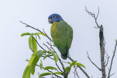 Beautiful Blue-headed Parrot (Pionus menstruus) perched on top of a tree clipart