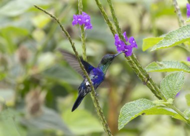 Güzel taç giymiş orman perisi (Thalurania colombica) bir verbena çiçeğiyle beslenen sinekkuşu
