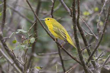 Close up of a beautiful Yellow Warbler (Setophaga petechia) male perched clipart