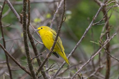 Güzel bir sarı bülbül (Setophaga peteşi) erkeğine yaklaş
