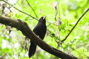 Güzel sarı gagalı Cacique (Amblycercus holosericeus) Panama yağmur ormanlarındaki bir ağaç dalına tünemiştir.