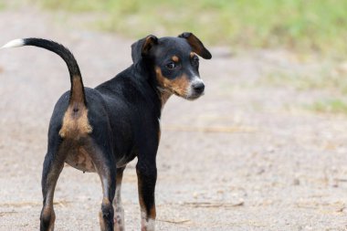 Pis bir yolda duran, tetikte ve tuhaf bir ifadeyle geriye bakan dişi bir sokak köpeği. Siyah ve bronz paltosu toprağın yumuşak tonlarıyla zıt düşerken kuyruğu kalkık, dikkatliliğini gösteriyor..