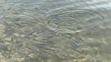 Key Largo, Florida, ABD 'de Sahilde Yüzen Balıklar