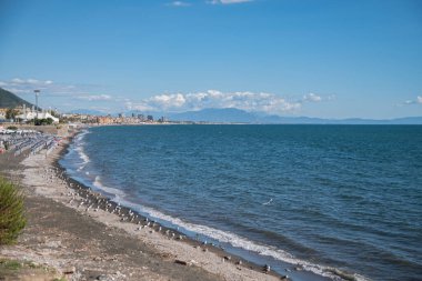 Bir grup martı (sürü) deniz kıyısında dinleniyor. Sakin, sıcacık yaz denizi kuşların pençelerini yıkıyor.
