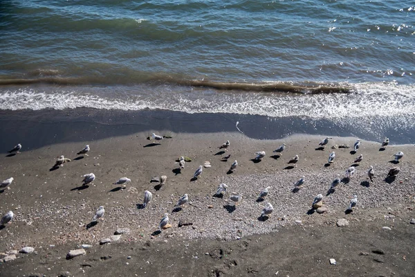Group Seagulls Flock Rests Seashore Calm Cozy Summer Sea Washes — Stock Photo, Image