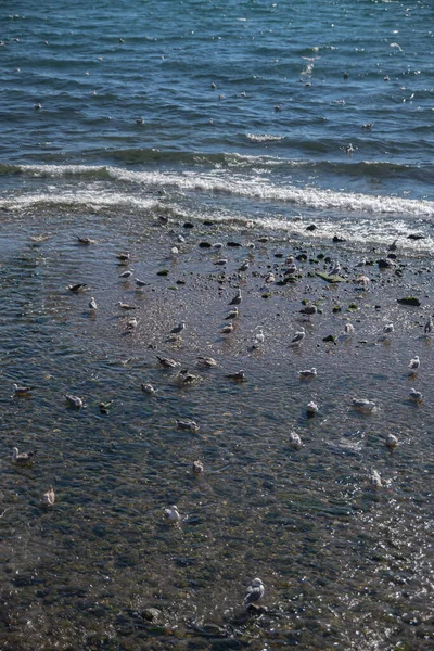Group Seagulls Flock Rests Seashore Calm Cozy Summer Sea Washes — Stock Photo, Image