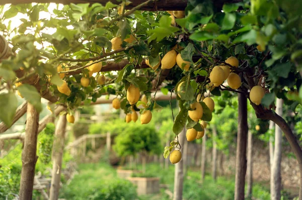 Уютный Тенистый Сад Лимонами Деревне Равело Юге Италии Легкий Приятный — стоковое фото