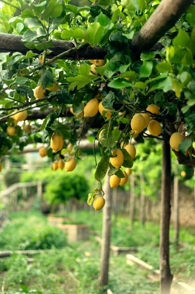 Cozy Shady Garden Lemons Village Ravelo Southern Italy Easy Pleasant — Stock Photo, Image