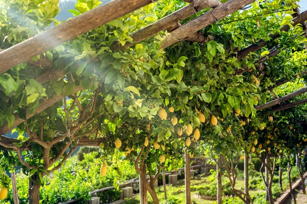 Уютный Тенистый Сад Лимонами Деревне Равело Юге Италии Легкий Приятный — стоковое фото