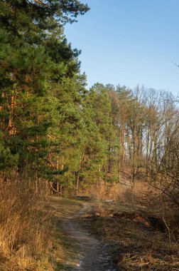 Çam ağacının görkemli yeşil tacı. Doğanın güzelliği ve ihtişamı. Yeşillik ve karmaşık dallarla bu çam ağacı güç ve canlılığın sembolüdür. Doğada ya da açık hava temalı tasarımlar için mükemmel.