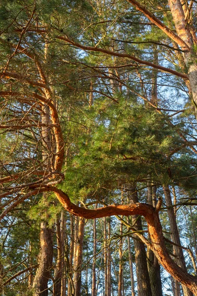 stock image majestic green crown of a pine tree. Beauty and grandeur of nature. With lush foliage and intricate branches, this pine tree is a symbol of strength and vitality. Perfect for use in nature or outdoor-themed designs.