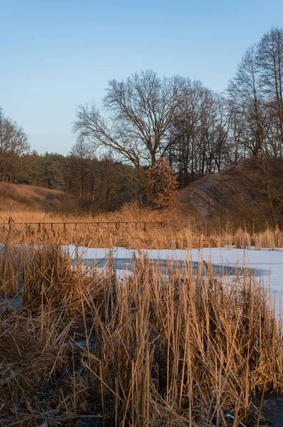 Serene Winter Landscape Featuring Frozen Lake Surrounded Tall Reeds — Stock Photo, Image