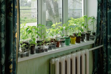 Pencere pervazındaki kapalı tohumlar. Yeşil filizler toprakla birlikte küçük kaplarda yetişiyor ve doğal ışıkla aydınlatılıyor. Bu görüntü ilkbaharın ve yeni başlangıçların hislerini çağrıştırıyor. Biber filizleniyor.