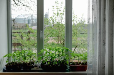 Pencere pervazındaki kapalı tohumlar. Yeşil filizler toprakla birlikte küçük kaplarda yetişiyor ve doğal ışıkla aydınlatılıyor. Bu görüntü ilkbaharın ve yeni başlangıçların hislerini çağrıştırıyor. Biber filizleniyor.