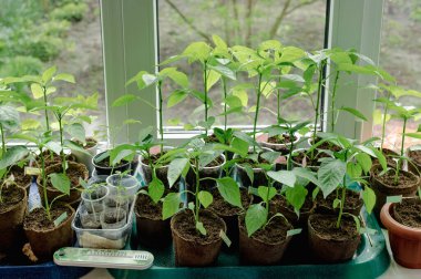 Pencere pervazındaki kapalı tohumlar. Yeşil filizler toprakla birlikte küçük kaplarda yetişiyor ve doğal ışıkla aydınlatılıyor. Bu görüntü ilkbaharın ve yeni başlangıçların hislerini çağrıştırıyor. Biber filizleniyor.