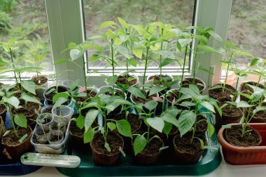 Pencere pervazındaki kapalı tohumlar. Yeşil filizler toprakla birlikte küçük kaplarda yetişiyor ve doğal ışıkla aydınlatılıyor. Bu görüntü ilkbaharın ve yeni başlangıçların hislerini çağrıştırıyor. Biber filizleniyor.