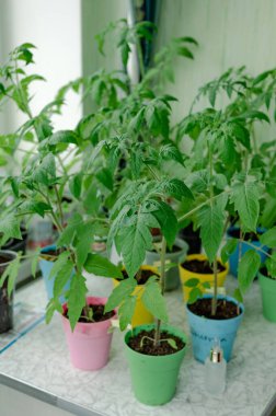 Pencere pervazındaki kapalı tohumlar. Yeşil filizler toprakla birlikte küçük kaplarda yetişiyor ve doğal ışıkla aydınlatılıyor. Bu görüntü ilkbaharın ve yeni başlangıçların hislerini çağrıştırıyor. Domates filizleri.