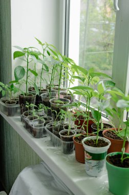 Pencere pervazındaki kapalı tohumlar. Yeşil filizler toprakla birlikte küçük kaplarda yetişiyor ve doğal ışıkla aydınlatılıyor. Bu görüntü ilkbaharın ve yeni başlangıçların hislerini çağrıştırıyor. Biber filizleniyor.