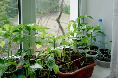 Pencere pervazındaki kapalı tohumlar. Yeşil filizler toprakla birlikte küçük kaplarda yetişiyor ve doğal ışıkla aydınlatılıyor. Bu görüntü ilkbaharın ve yeni başlangıçların hislerini çağrıştırıyor. Biber filizleniyor.