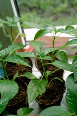 Pencere pervazındaki kapalı tohumlar. Yeşil filizler toprakla birlikte küçük kaplarda yetişiyor ve doğal ışıkla aydınlatılıyor. Bu görüntü ilkbaharın ve yeni başlangıçların hislerini çağrıştırıyor. Biber filizleniyor.