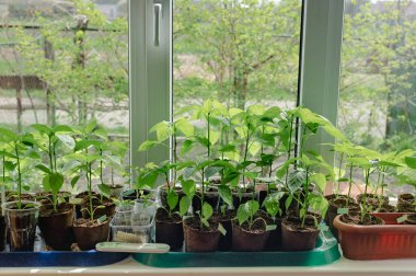 Pencere pervazındaki kapalı tohumlar. Yeşil filizler toprakla birlikte küçük kaplarda yetişiyor ve doğal ışıkla aydınlatılıyor. Bu görüntü ilkbaharın ve yeni başlangıçların hislerini çağrıştırıyor. Biber filizleniyor.