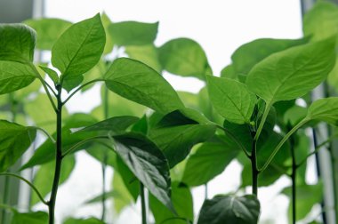 Pencere pervazındaki kapalı tohumlar. Yeşil filizler toprakla birlikte küçük kaplarda yetişiyor ve doğal ışıkla aydınlatılıyor. Bu görüntü ilkbaharın ve yeni başlangıçların hislerini çağrıştırıyor. Biber filizleniyor.