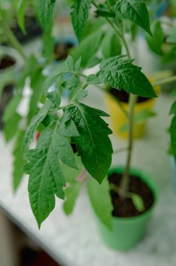 Pencere pervazındaki kapalı tohumlar. Yeşil filizler toprakla birlikte küçük kaplarda yetişiyor ve doğal ışıkla aydınlatılıyor. Bu görüntü ilkbaharın ve yeni başlangıçların hislerini çağrıştırıyor. Domates filizleri.