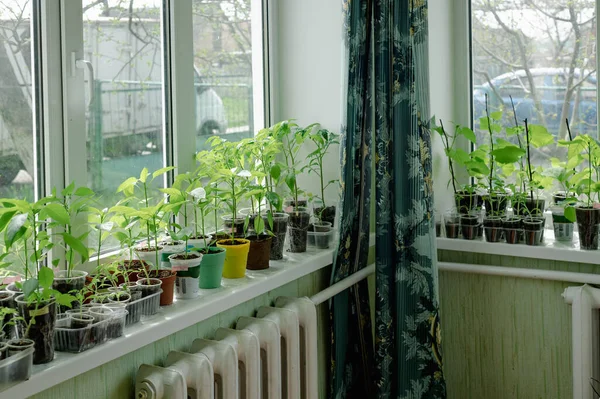 Indoor Setzlinge Auf Der Fensterbank Die Grünen Triebe Wachsen Kleinen — Stockfoto