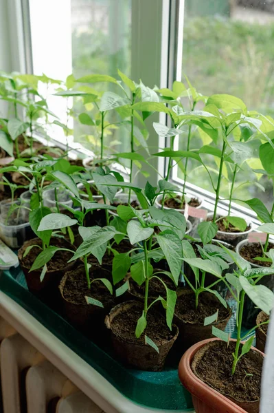 Indoor seedlings on a windowsill. The green sprouts are growing in small pots with soil and are illuminated by natural light. This image evokes the feelings of spring and new beginnings.Pepper sprouts