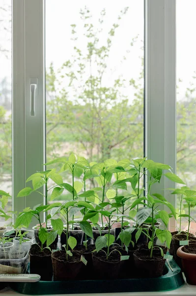 Indoor Seedlings Windowsill Green Sprouts Growing Small Pots Soil Illuminated — Stock Photo, Image