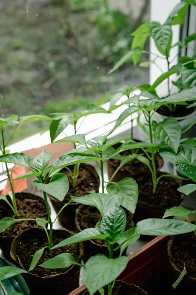 Indoor Seedlings Windowsill Green Sprouts Growing Small Pots Soil Illuminated — Stock Photo, Image