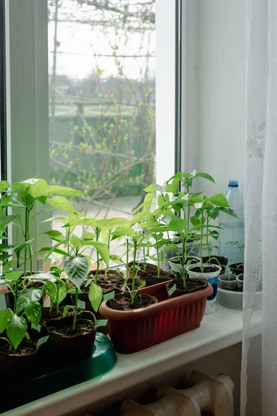 Indoor Setzlinge Auf Der Fensterbank Die Grünen Triebe Wachsen Kleinen — Stockfoto