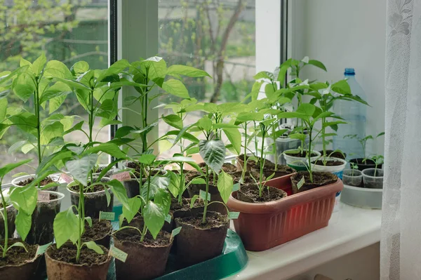 Indoor seedlings on a windowsill. The green sprouts are growing in small pots with soil and are illuminated by natural light. This image evokes the feelings of spring and new beginnings.Pepper sprouts