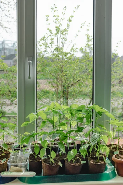 Bibit Dalam Ruangan Atas Jendela Semburan Hijau Tumbuh Dalam Pot — Stok Foto