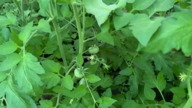 Domatesler bir serada sallanan bir sapın üzerinde olgunlaşır. Domates yetiştirmek için bir sera..