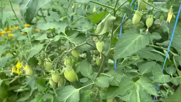 トマトは温室内の吊るされた茎で熟す トマトを育てるための家の温室 — ストック動画