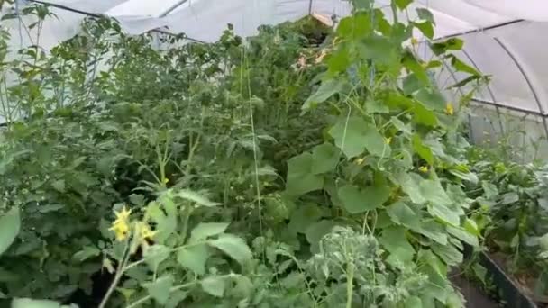Crescimento Floração Pepinos Estufa Cultivo Produtos Alimentares Orgânicos Colheita Pepinos — Vídeo de Stock